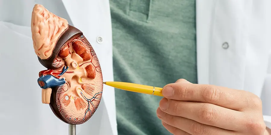Kidney Cancer Types, Stages, Symptoms, Causes and Tests